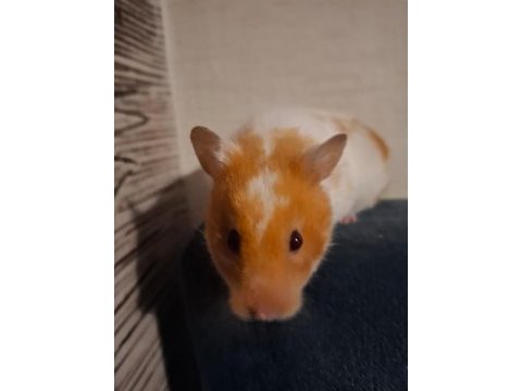 Bedava yetişkin hamster sahiplendirme