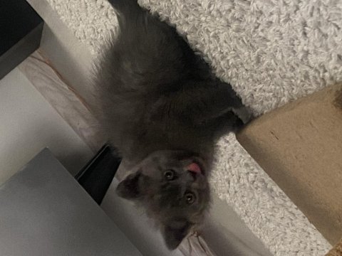 3 erkek british shorthair 13 mart doğumlu