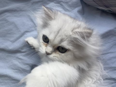 Acil british longhair
