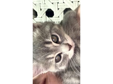 British longhair 55 günlük