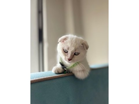 Tuvalet eğitimli 3.5 aylık scottish fold blue erkek