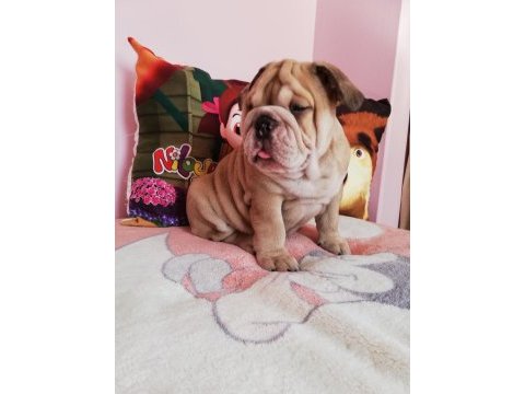 Efsane anatomi orijinal english bulldog yavrular