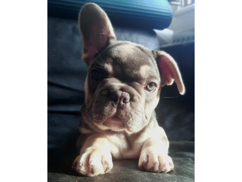 Fluffy, ısabella taşıyıcı exotıc french bulldog kızlarımız