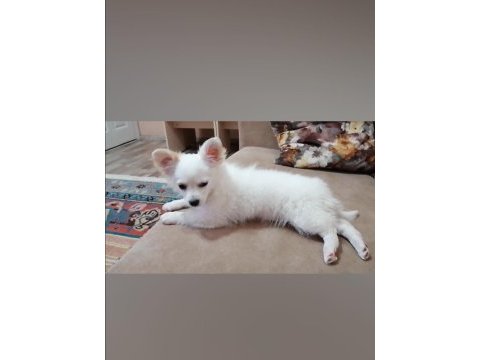 Mini boy şivava köpekler