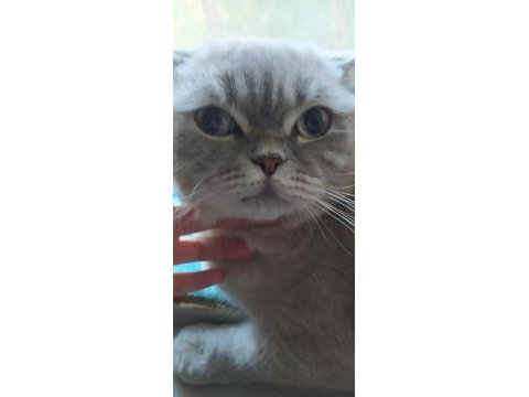 Yakışıklı british shorthair oğlumuzu sahiplendiriyoruz