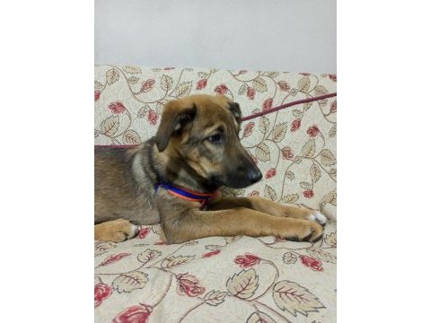 Köpeğimiz için telefonla iletişime geçebilirsiniz