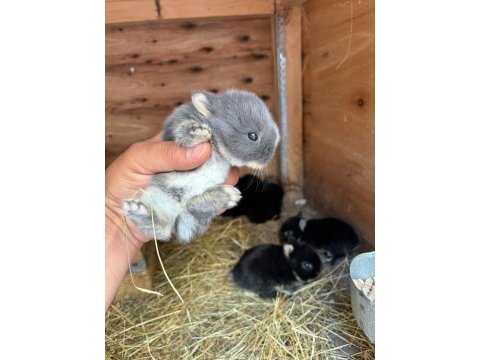 Safkan hollanda cüce tavşan sahiplendirme gerçek seven