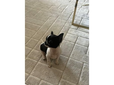 2 buçuk aylık erkek chihuahua