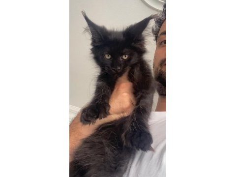 Polydactly 6666 xxxl jaguar erkek maine coon