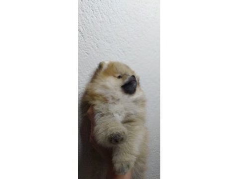 Minik pomeranian yavrularımız yeni yuvasını arıyorlar