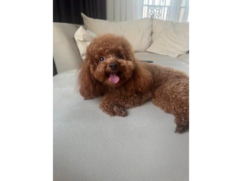 2.5 aylık toy poodle