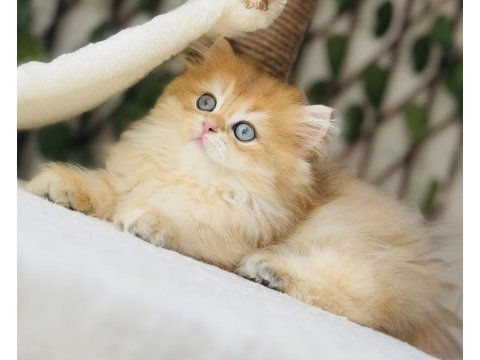 Safkan şecereli golden erkek british longhair