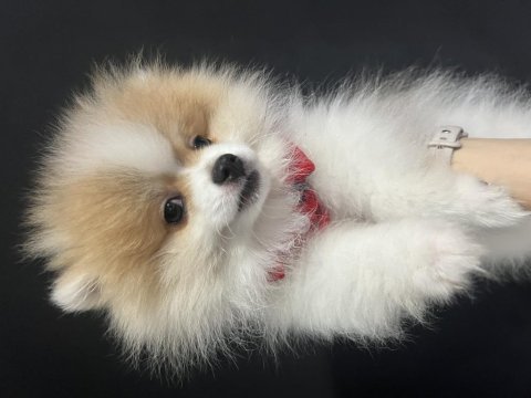 6 aylık aşı ve eğitimleri tam pomeranian boo erkek