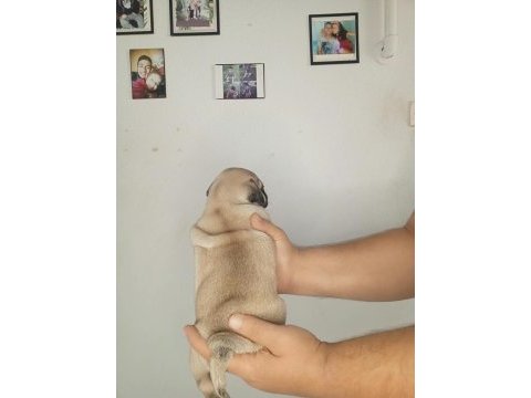 Oyuncu pug bebekler