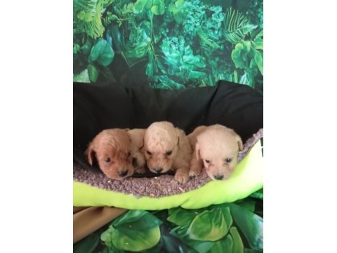 Irk ve sağlık garanti maltipoo yavrularımız