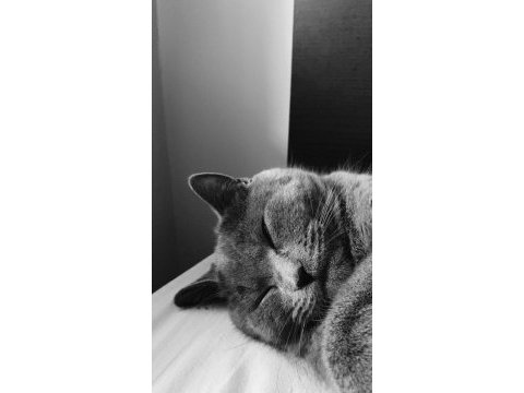 British shorthair 1,5 yaşında dişi kedimiz