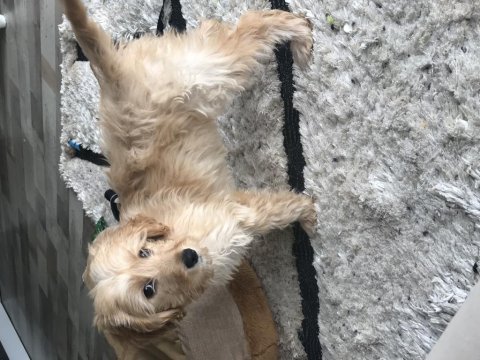 Oyuncu eğitimli maltipoo