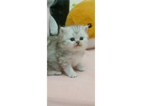 Scottish fold yavru kedimiz