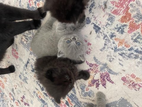 Safkan british longhair yavrularım