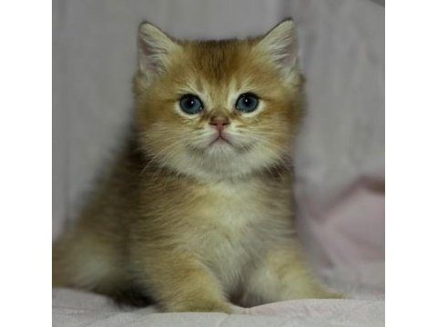Safkan anne ve babası golden kedimiz