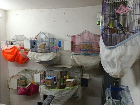 6 çift muhabbet kuşu ve 8 yavru