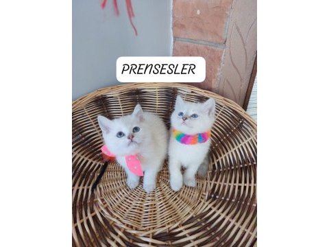 50 günlük british shorthair prensesler hazırlar