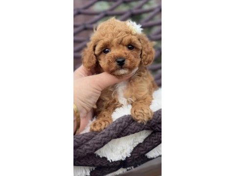 Toy poodle hazır ve rezerveye açık yavrular