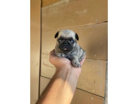 A kalite yavrular pug