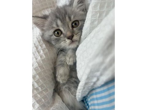 Gri yavru cins kedi