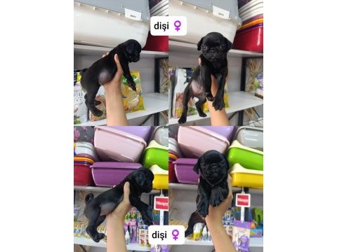 Teslime hazır 50 günlük 8 tane pug yavrular
