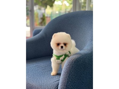 Sağlık ve ırk garantili pomeranian