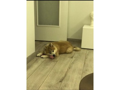 Akita ınu yavrumuz yeni evini ariyor