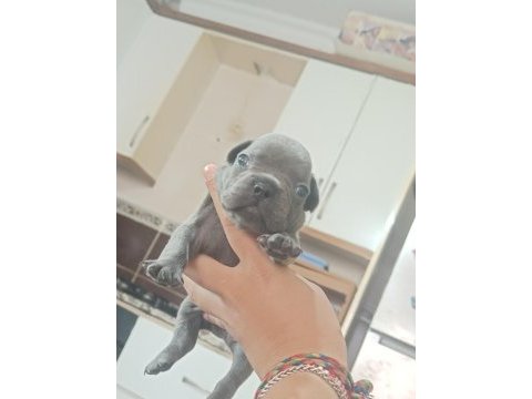 Anatomi harikası french bulldog yavrular