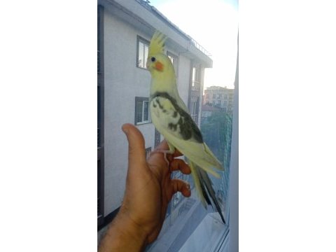 Yavru sultan papağanı