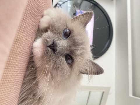 Erkek ragdoll kedime eş arıyorum
