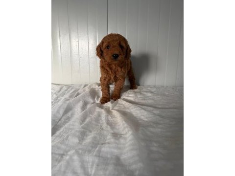 Erkek toy poodle yakışıklı mı yakışıklı ufaklık