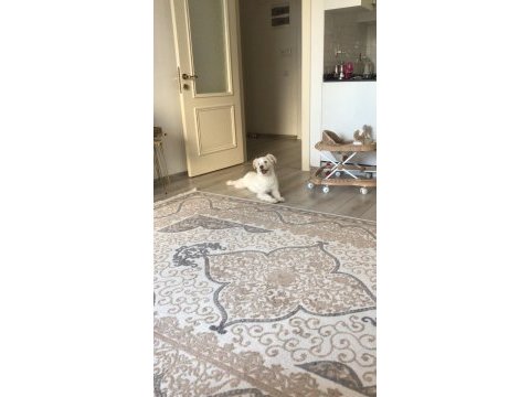 15 aylık aşıları çipi ve karnesi mevcut