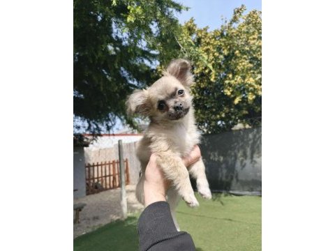 3 aylık chihuahua yavrumuz