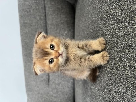 Golden scottish fold