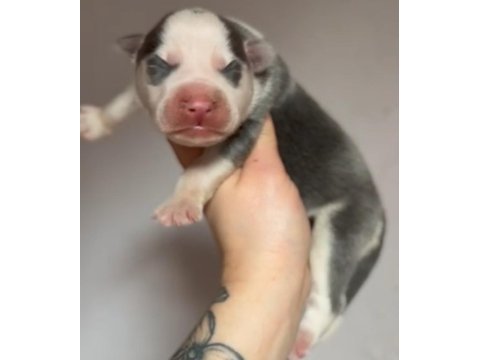 Üst kalite, nadir renkli siberian husky bebekler