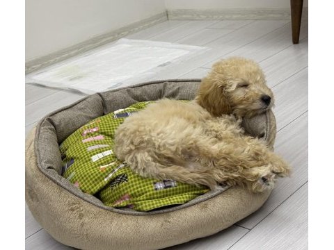 Minik kalplerin sahibi olmaya hazır poodle