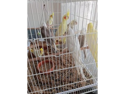 45 günlük evcil ele kola alışkın sultan papağanlar