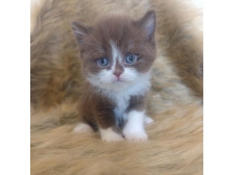 Show kalite british bicolor yavrular