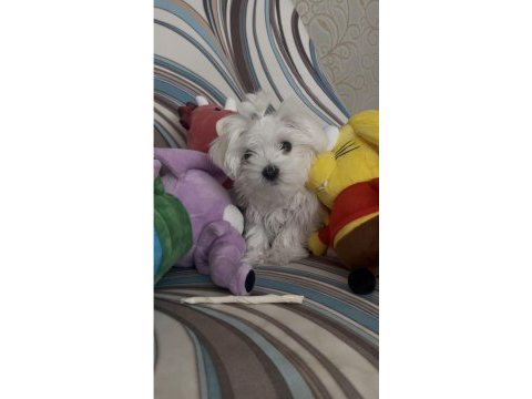 0 numara kore maltese