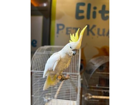 Full evcıl sülfür kakadu papağanı