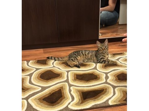 Kedimiz badem yeni evini arıyor