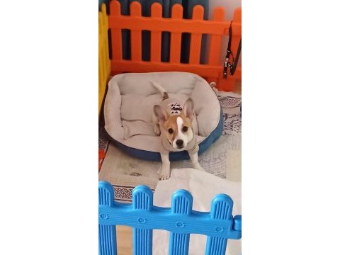 6 aylık terrier yavrumuz