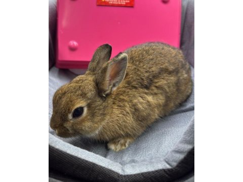 Cüce netherland dwarf tavşanlarımız