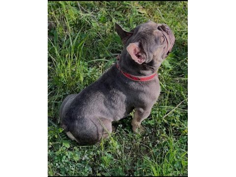 Lilac tan guad erkek french bulldog