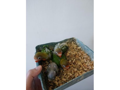 Bebek cennet papağanı